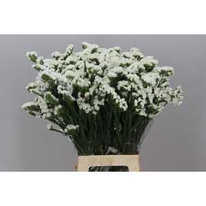 Limonium Statice White Holl
