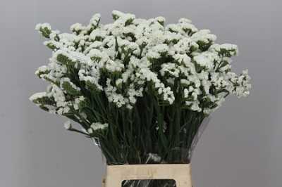 Limonium Statice White Holl