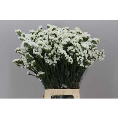 Limonium Statice White Holl