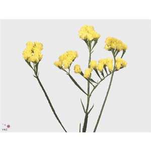 Limonium Statice Yellow Holl