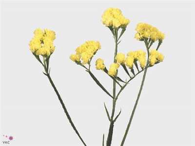 Limonium Statice Yellow Holl