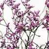 Limonium Tall Emille