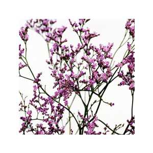 Limonium Tall Emille