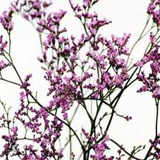 Limonium Tall Emille