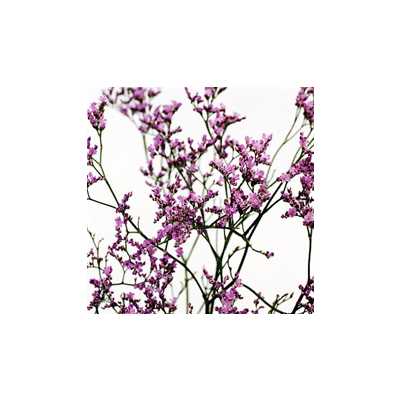 Limonium Tall Emille