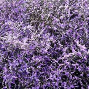 Limonium Beltlard
