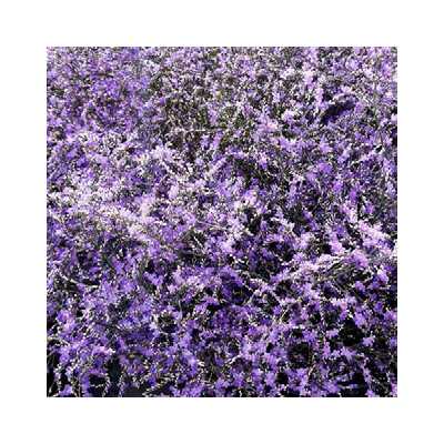 Limonium Beltlard