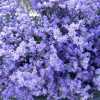 Limonium Safora