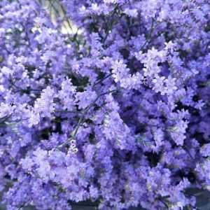 Limonium Safora