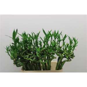 Lucky Bamboo Twisted + Toef