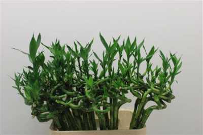 Lucky Bamboo Twisted + Toef