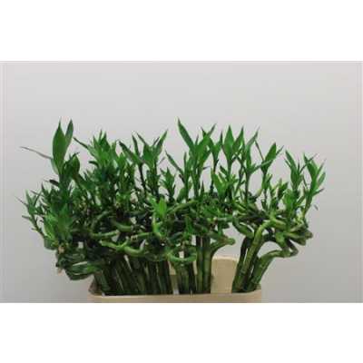 Lucky Bamboo Twisted + Toef