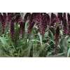 Lysimachia Atrop. Red
