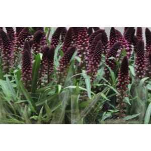 Lysimachia Atrop. Red