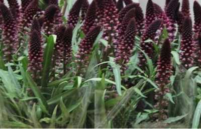 Lysimachia Atrop. Red