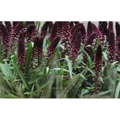 Lysimachia Atrop. Red