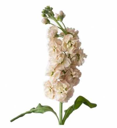 Matthiola Apricot