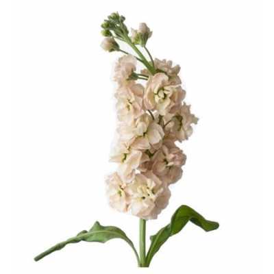 Matthiola Apricot