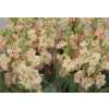 Matthiola Apricot It. Imp