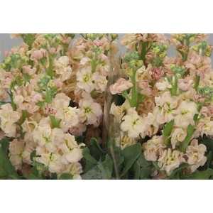 Matthiola Apricot It. Imp
