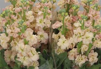 Matthiola Apricot It. Imp