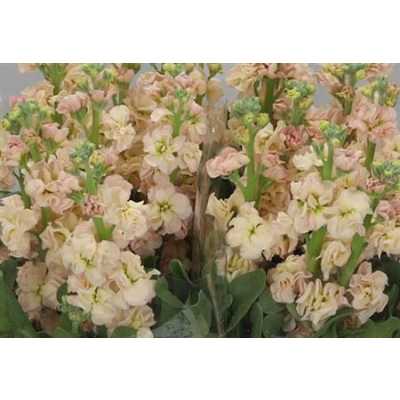 Matthiola Apricot It. Imp