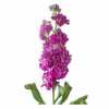 Matthiola Cerise