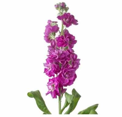 Matthiola Cerise