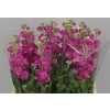 Matthiola Cerise It. Imp.