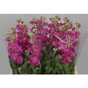 Matthiola Cerise It. Imp.