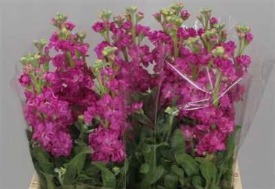 Matthiola Cerise It. Imp.