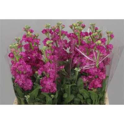 Matthiola Cerise It. Imp.
