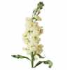 Matthiola Cream