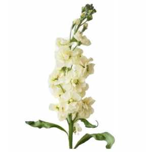 Matthiola Cream