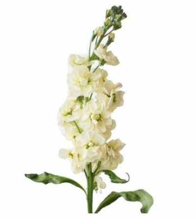 Matthiola Cream