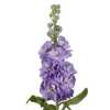 Matthiola Lavender