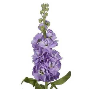 Matthiola Lavender