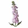 Matthiola Pale Pink