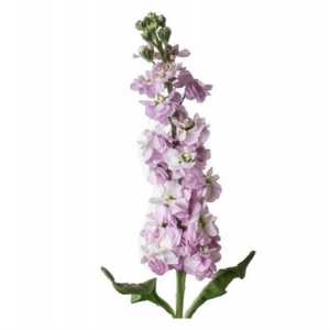 Matthiola Pale Pink
