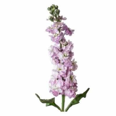 Matthiola Pale Pink