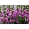Matthiola Pink It. Imp