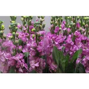 Matthiola Pink It. Imp