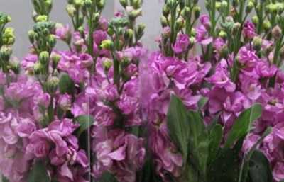 Matthiola Pink It. Imp