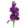 Matthiola Purple
