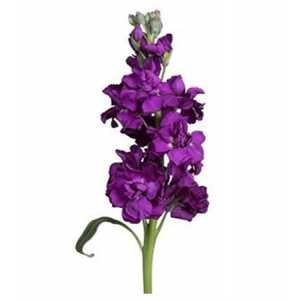Matthiola Purple