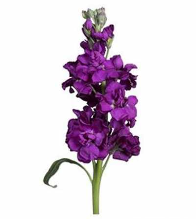 Matthiola Purple