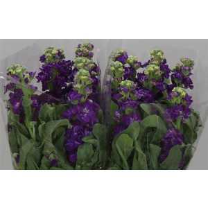 Matthiola Purple It. Imp