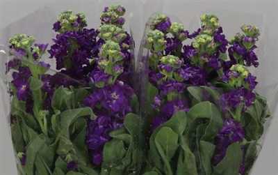 Matthiola Purple It. Imp