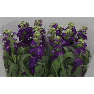 Matthiola Purple It. Imp