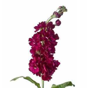 Matthiola Red